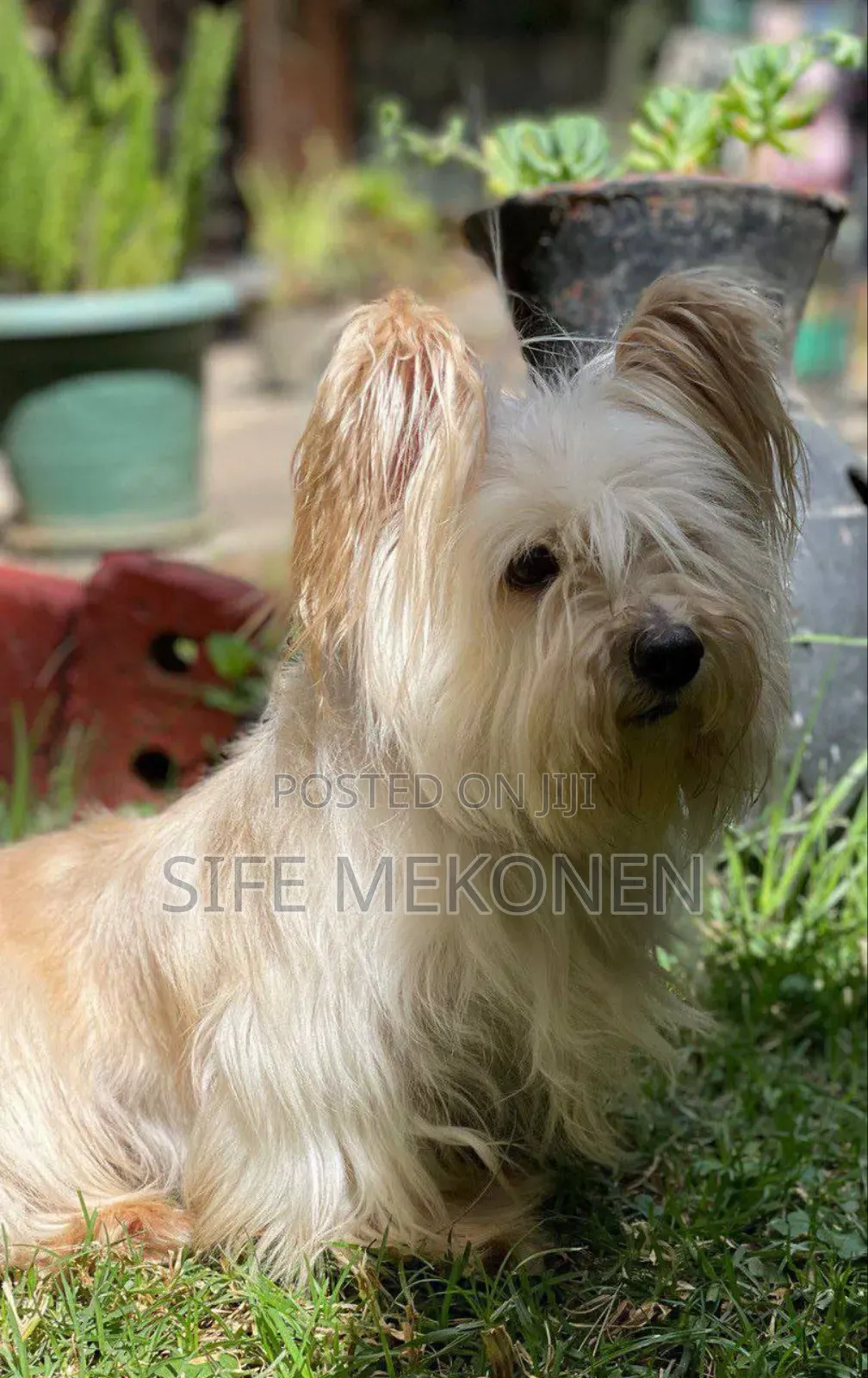 1-3 months Male Purebred Yorkshire Terrier