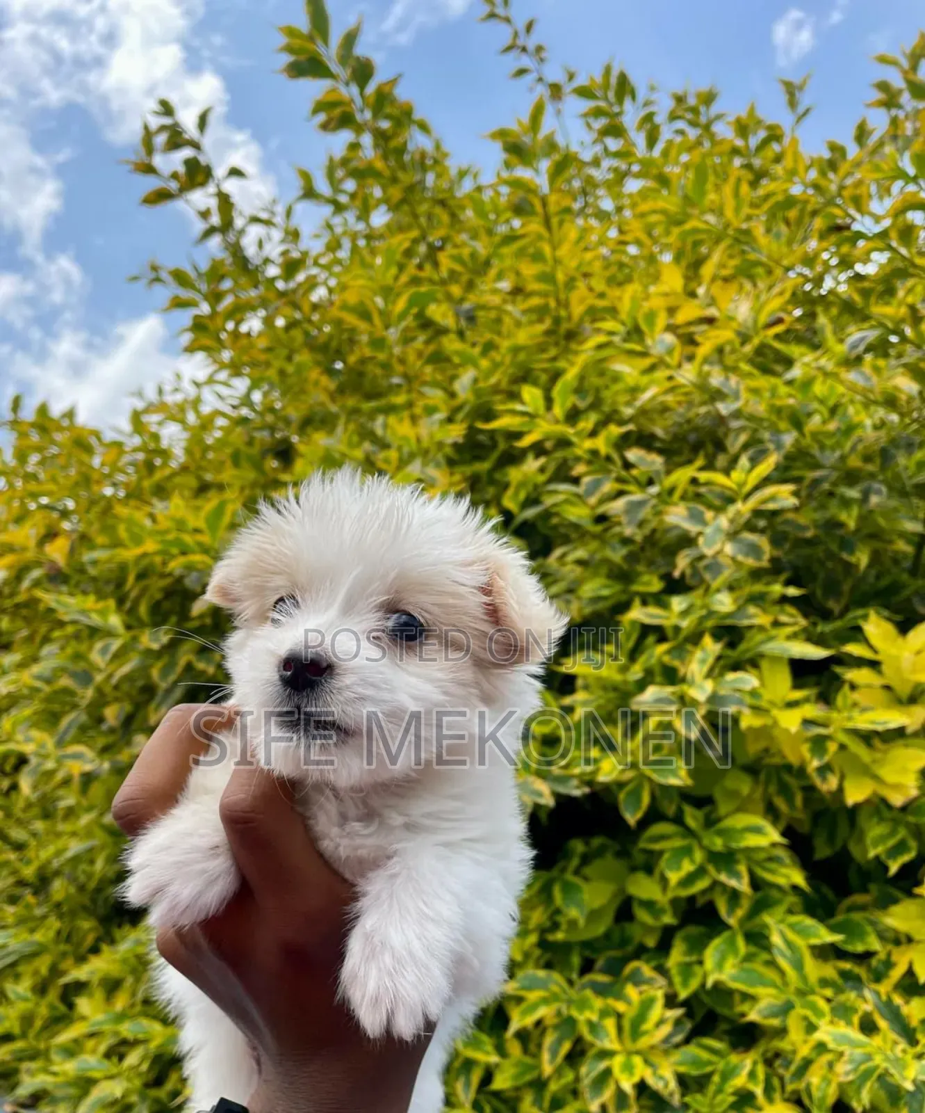 1-3 months Male Purebred Yorkshire Terrier