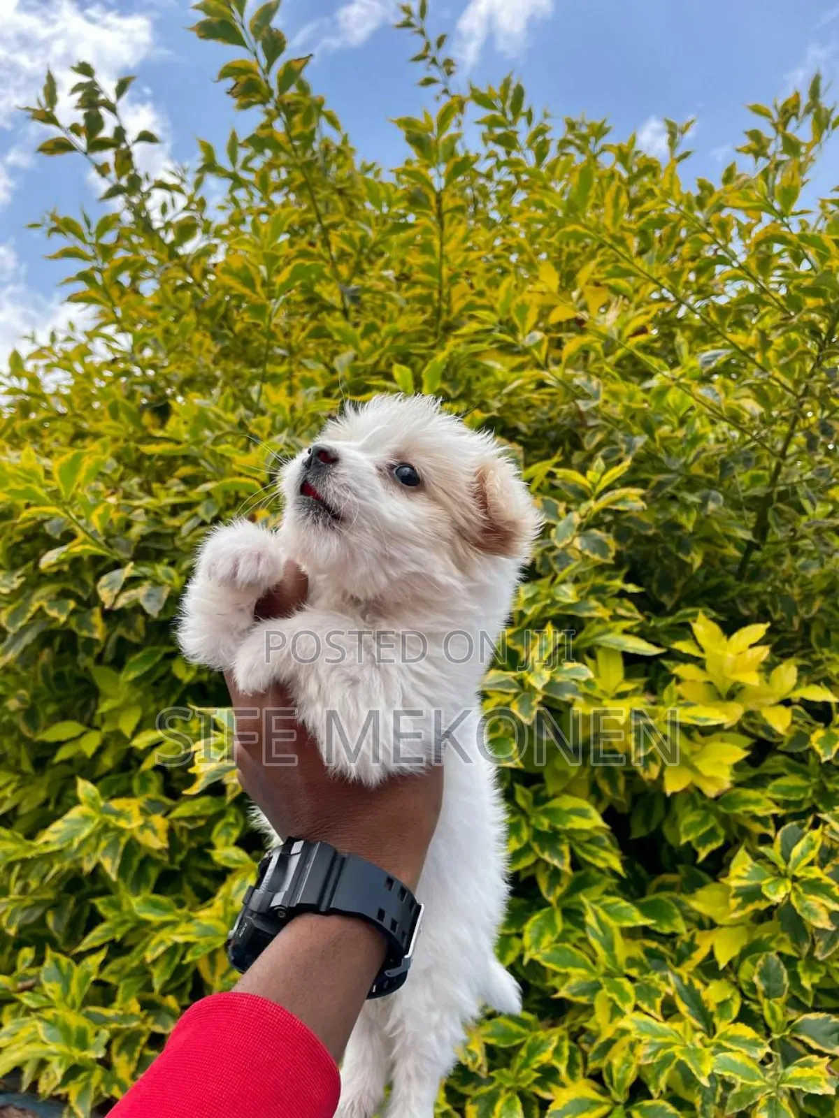 1-3 months Male Purebred Yorkshire Terrier