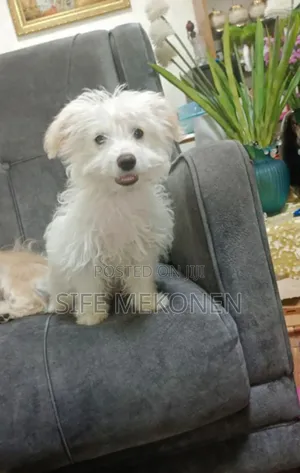 1-3 months Male Purebred Yorkshire Terrier