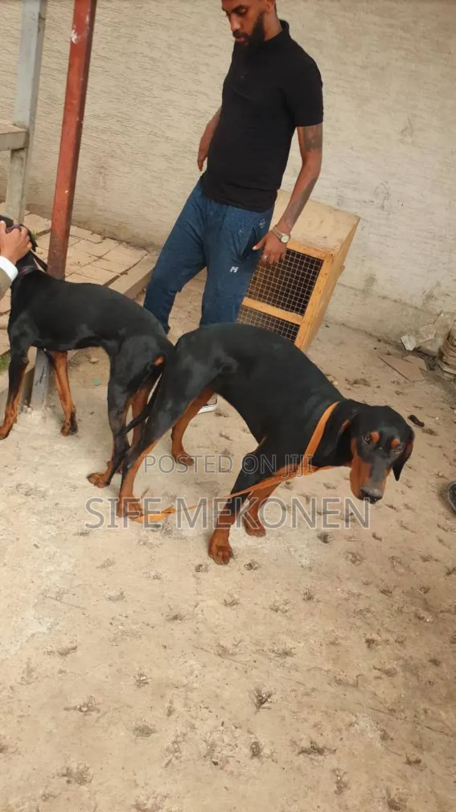 1-3 months Male Purebred Doberman Pinscher