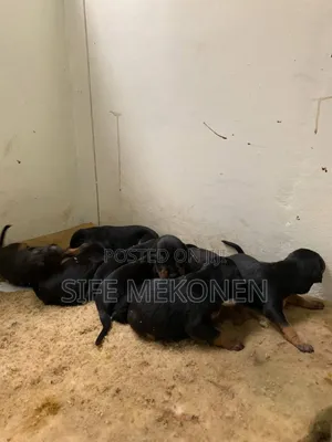 1-3 months Male Purebred Doberman Pinscher