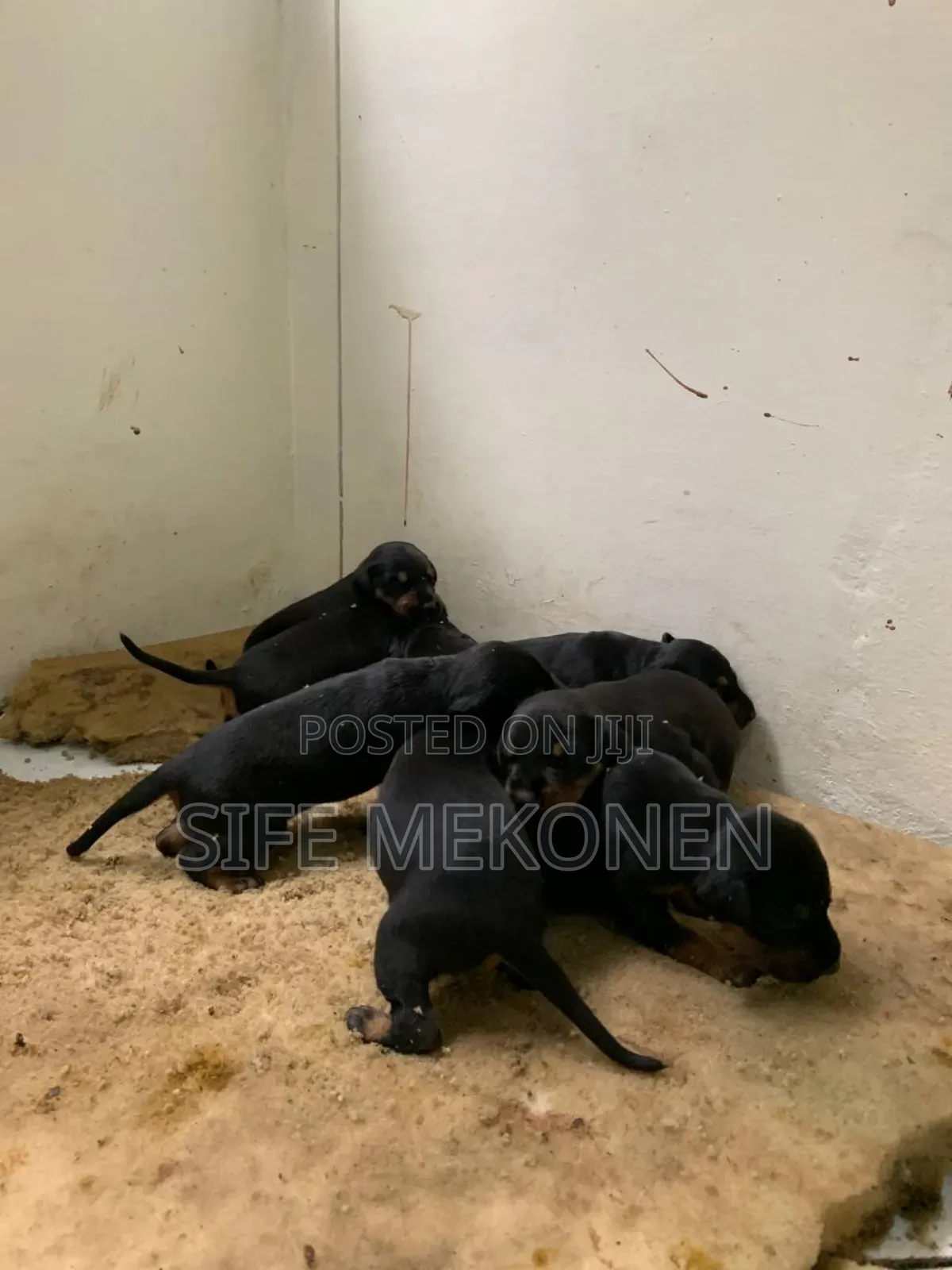 1-3 months Male Purebred Doberman Pinscher