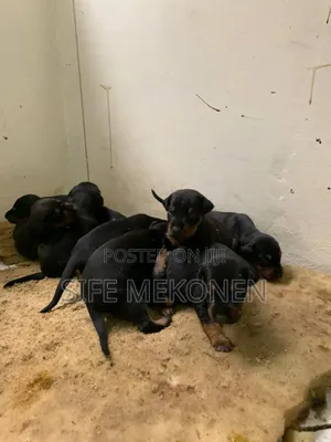 1-3 months Male Purebred Doberman Pinscher