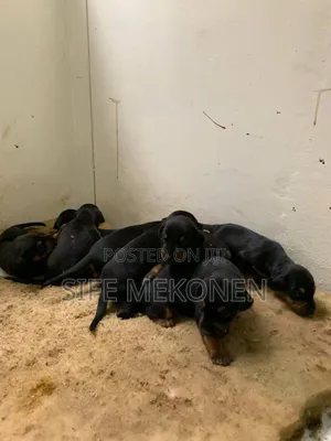 1-3 months Male Purebred Doberman Pinscher