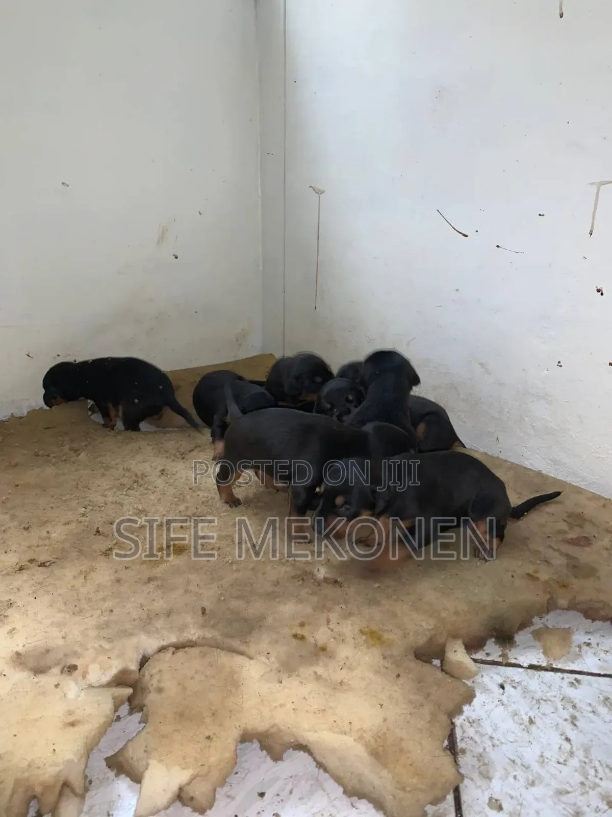 1-3 months Male Purebred Doberman Pinscher