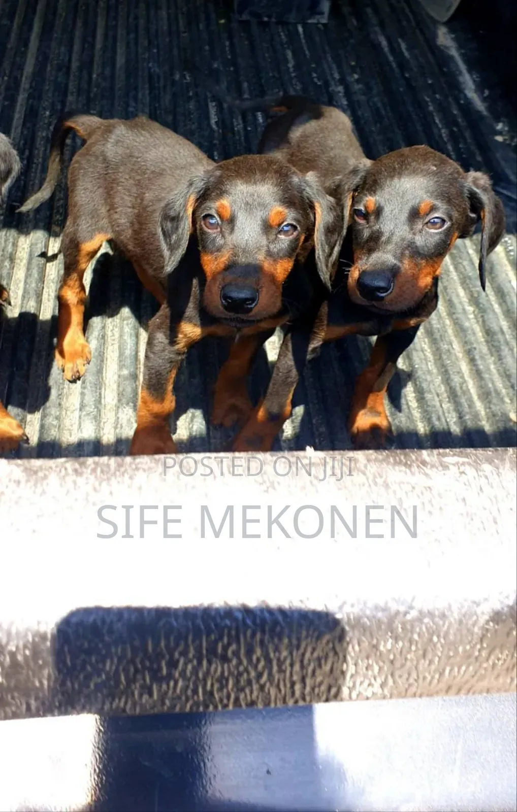 1-3 months Male Purebred Doberman Pinscher