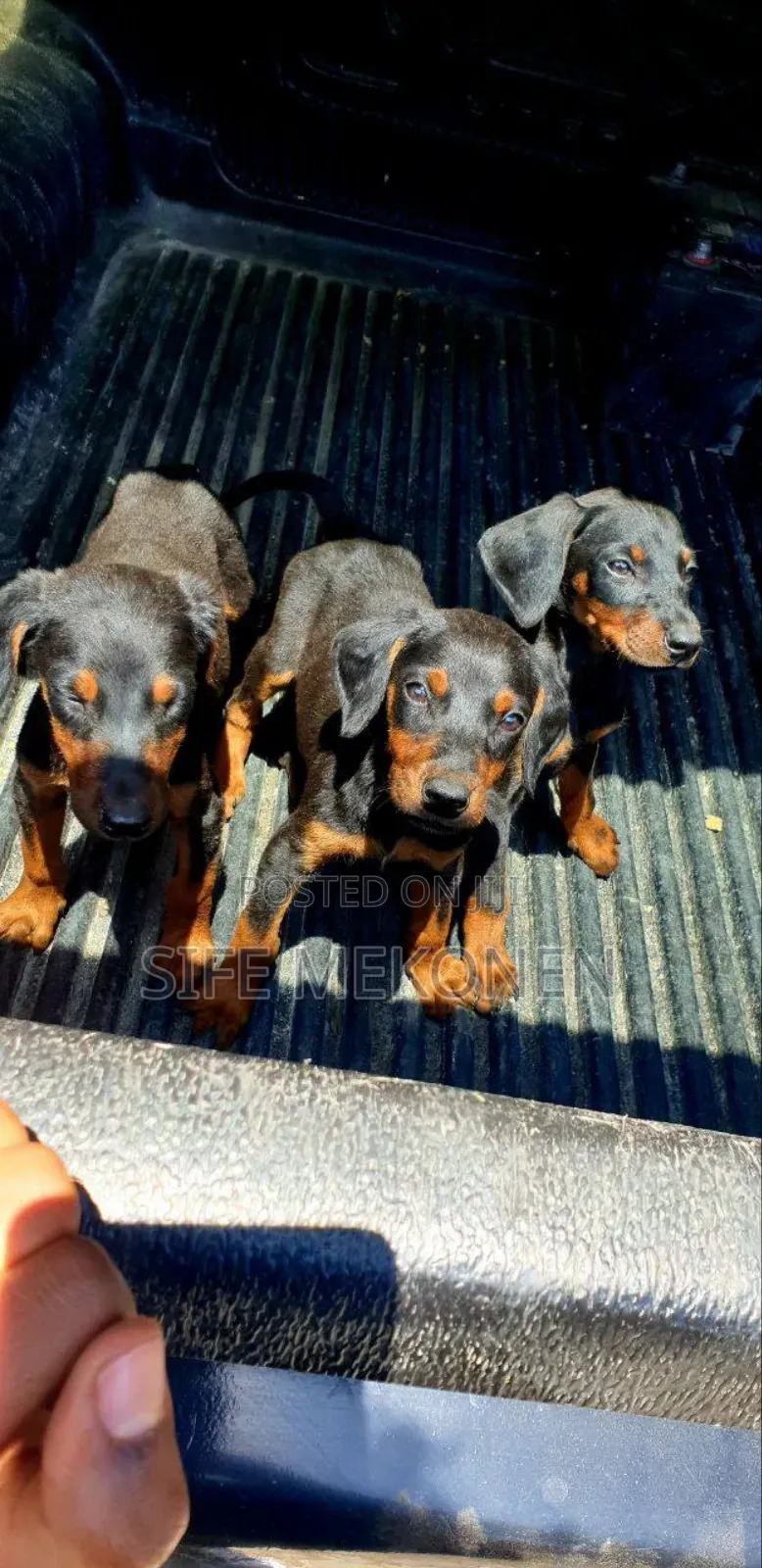 1-3 months Male Purebred Doberman Pinscher