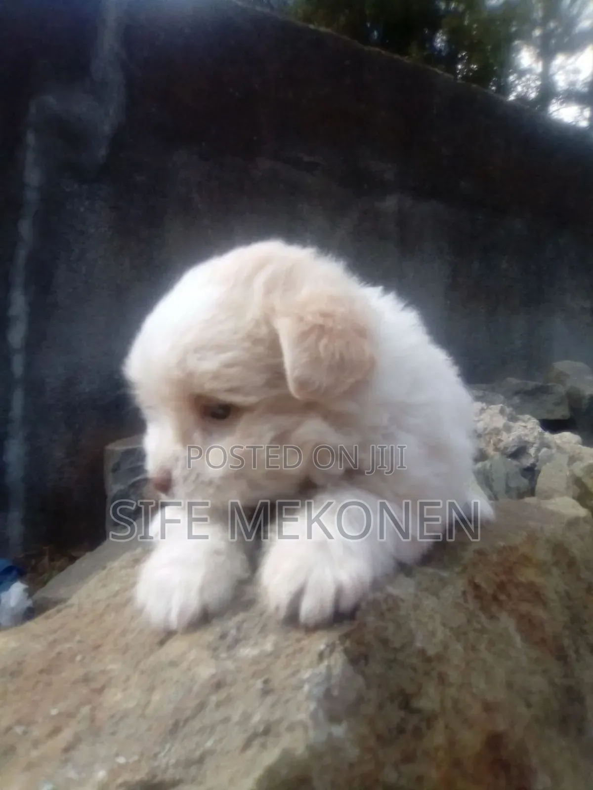 1-3 months Male Purebred Maltese