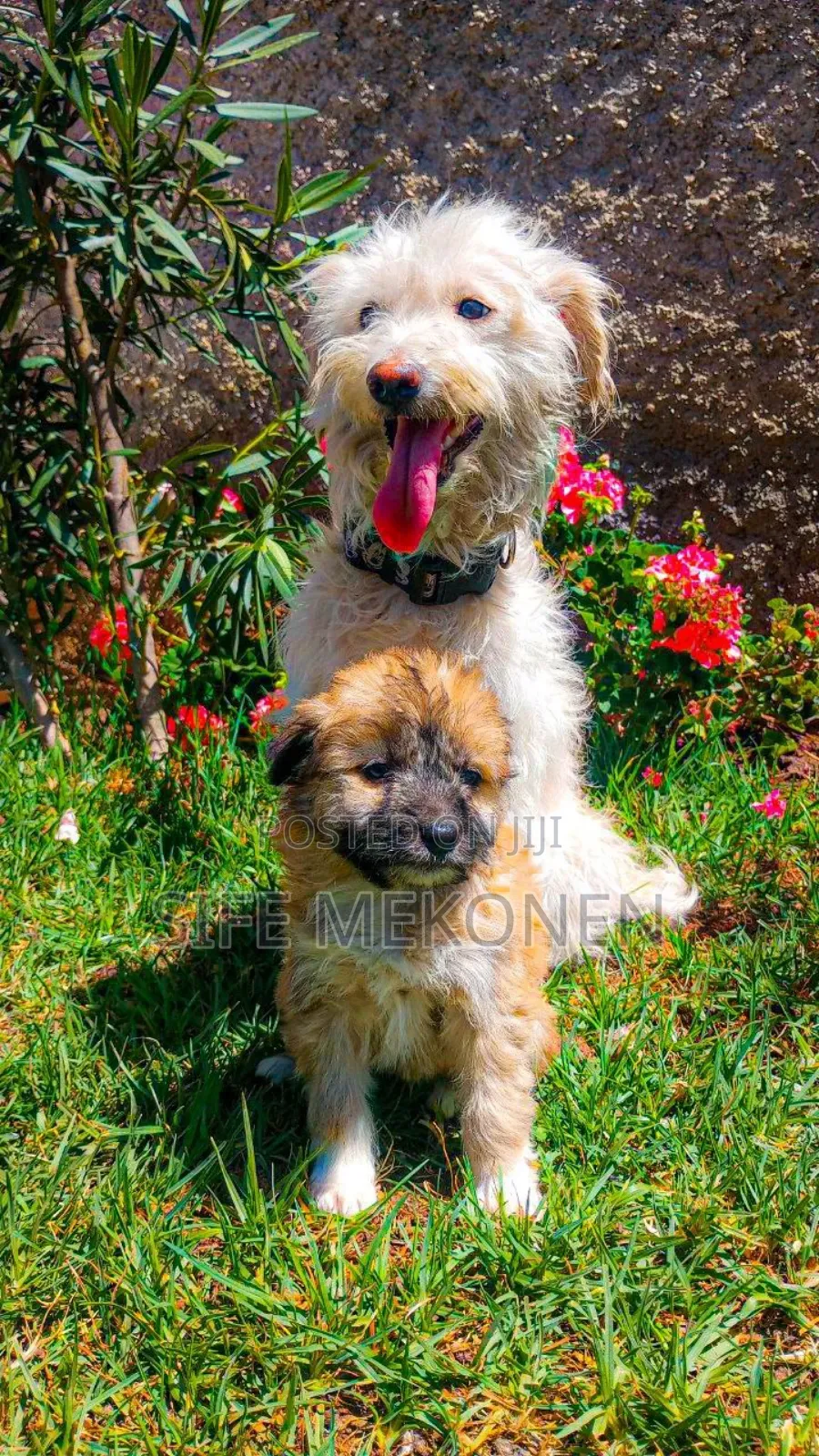 1-3 months Male Mixed Breed Maltese