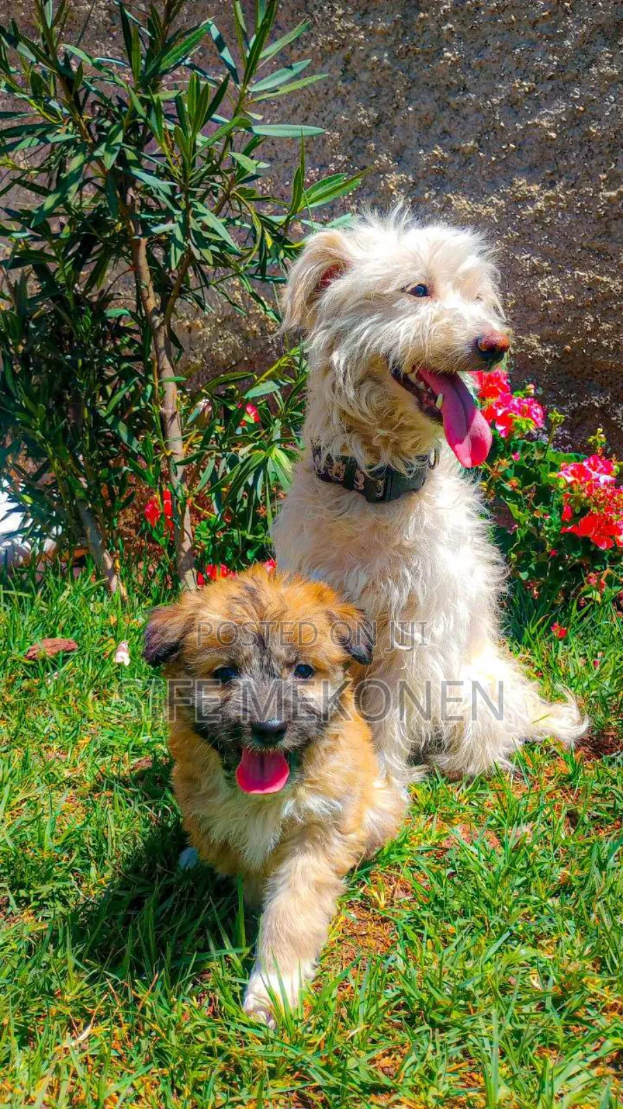 1-3 months Male Mixed Breed Maltese