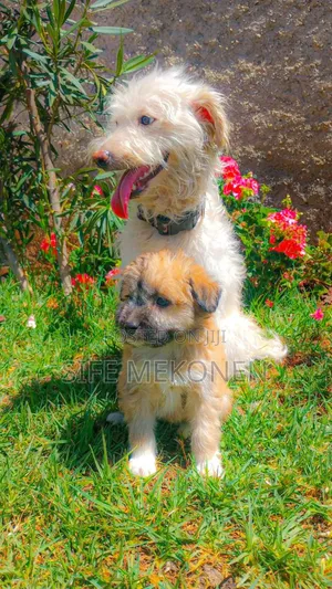 1-3 months Male Mixed Breed Maltese