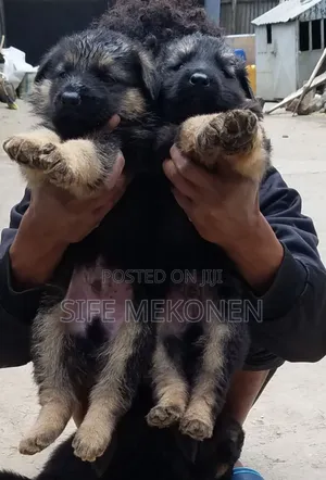 Photo - 1-3 months Male Purebred German Shepherd