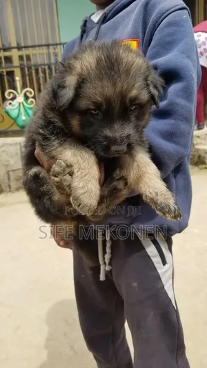 1-3 months Male Purebred German Shepherd