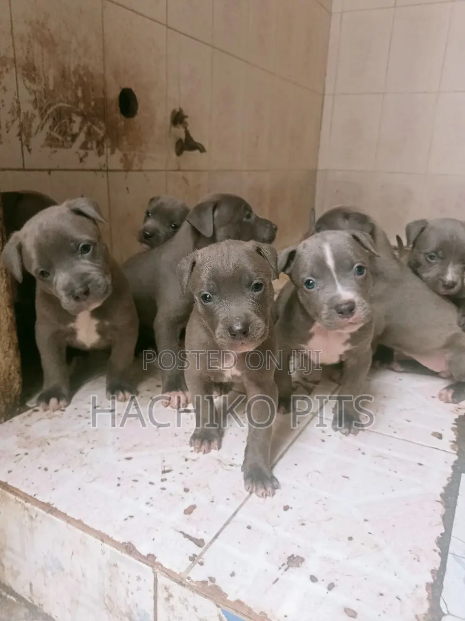 1-3 months Male Purebred American Pit Bull Terrier