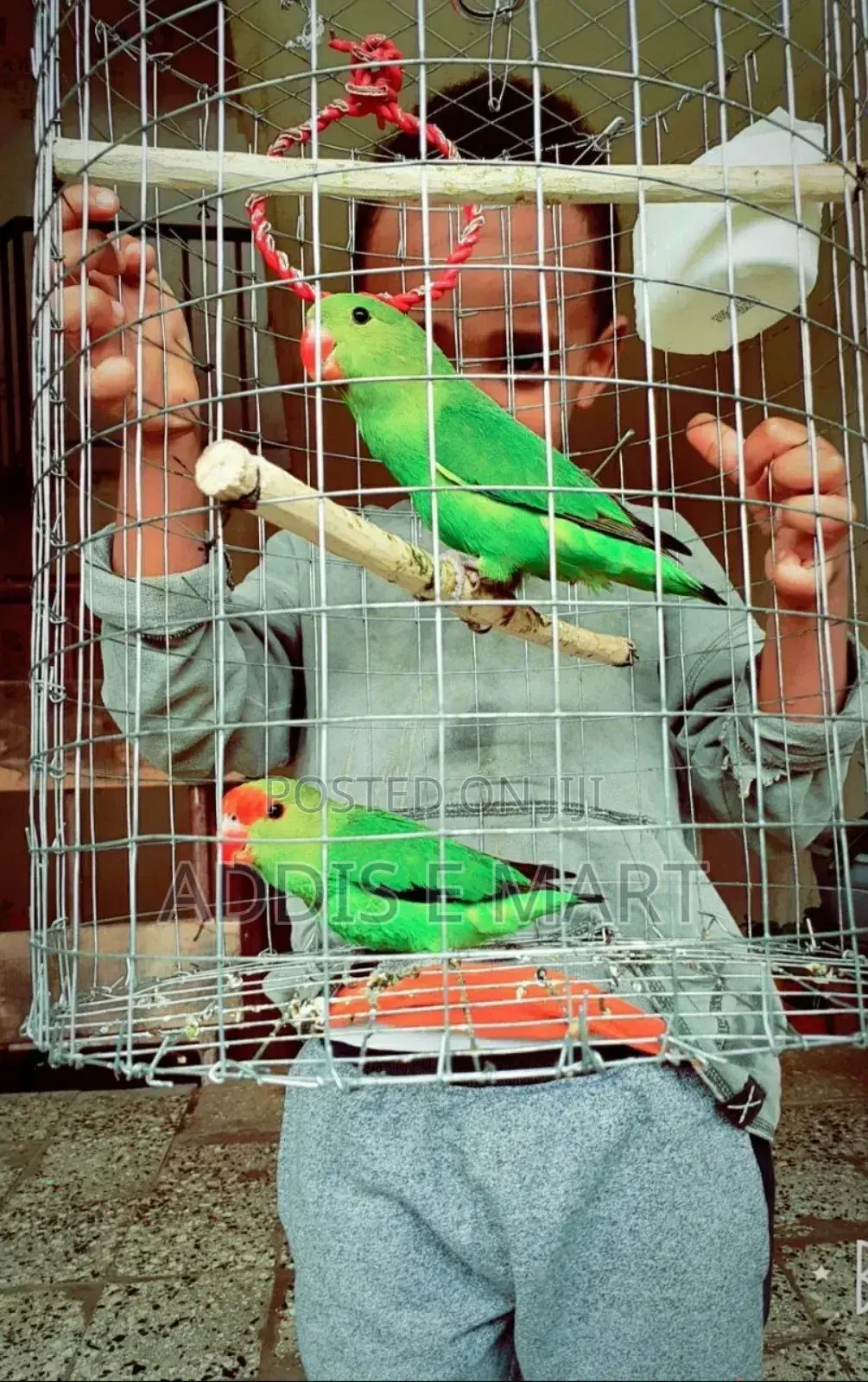 Abbysinian Parrots