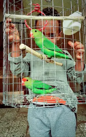 Photo - Abbysinian Parrots