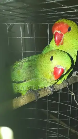 Abbysinian Parrots