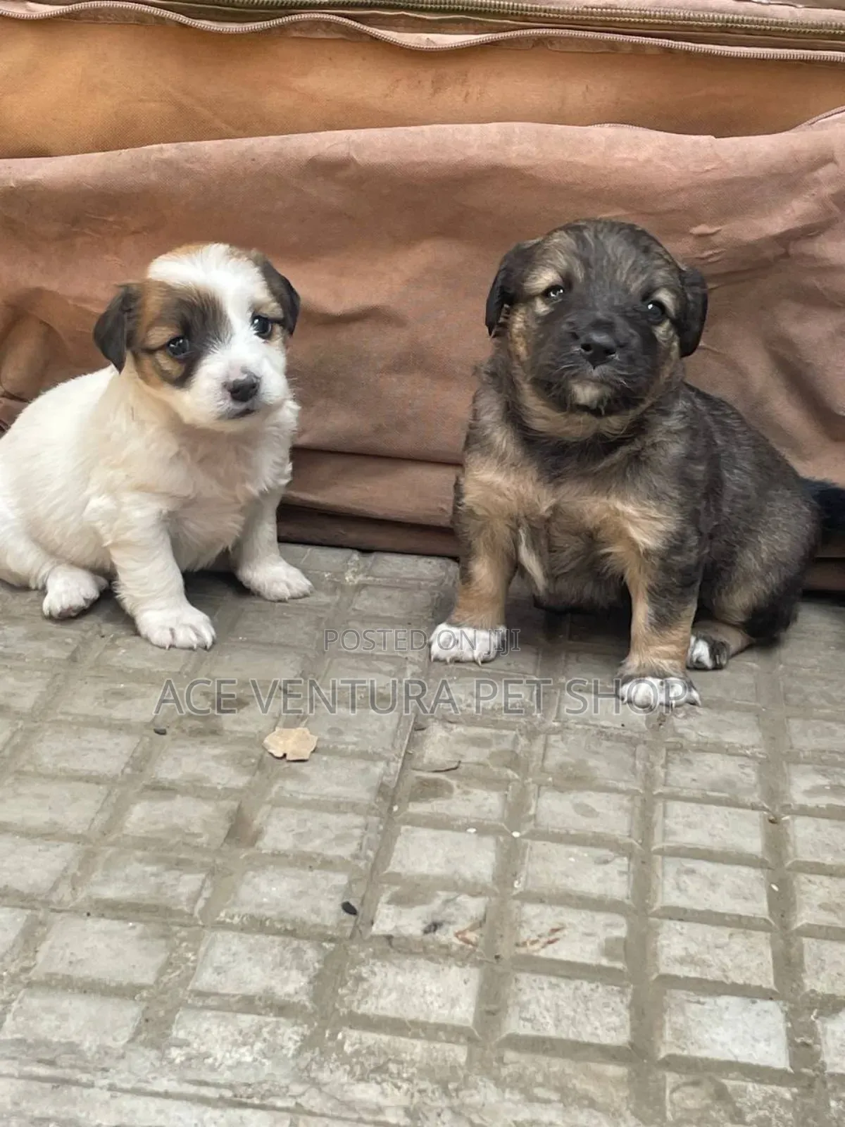 1-3 months Male Purebred Maltese