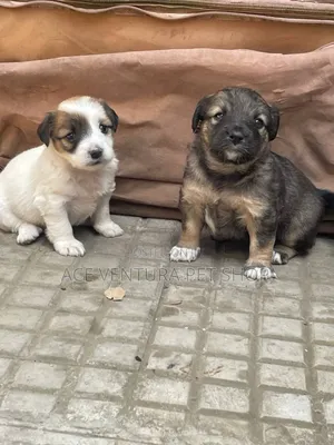 1-3 months Male Purebred Maltese