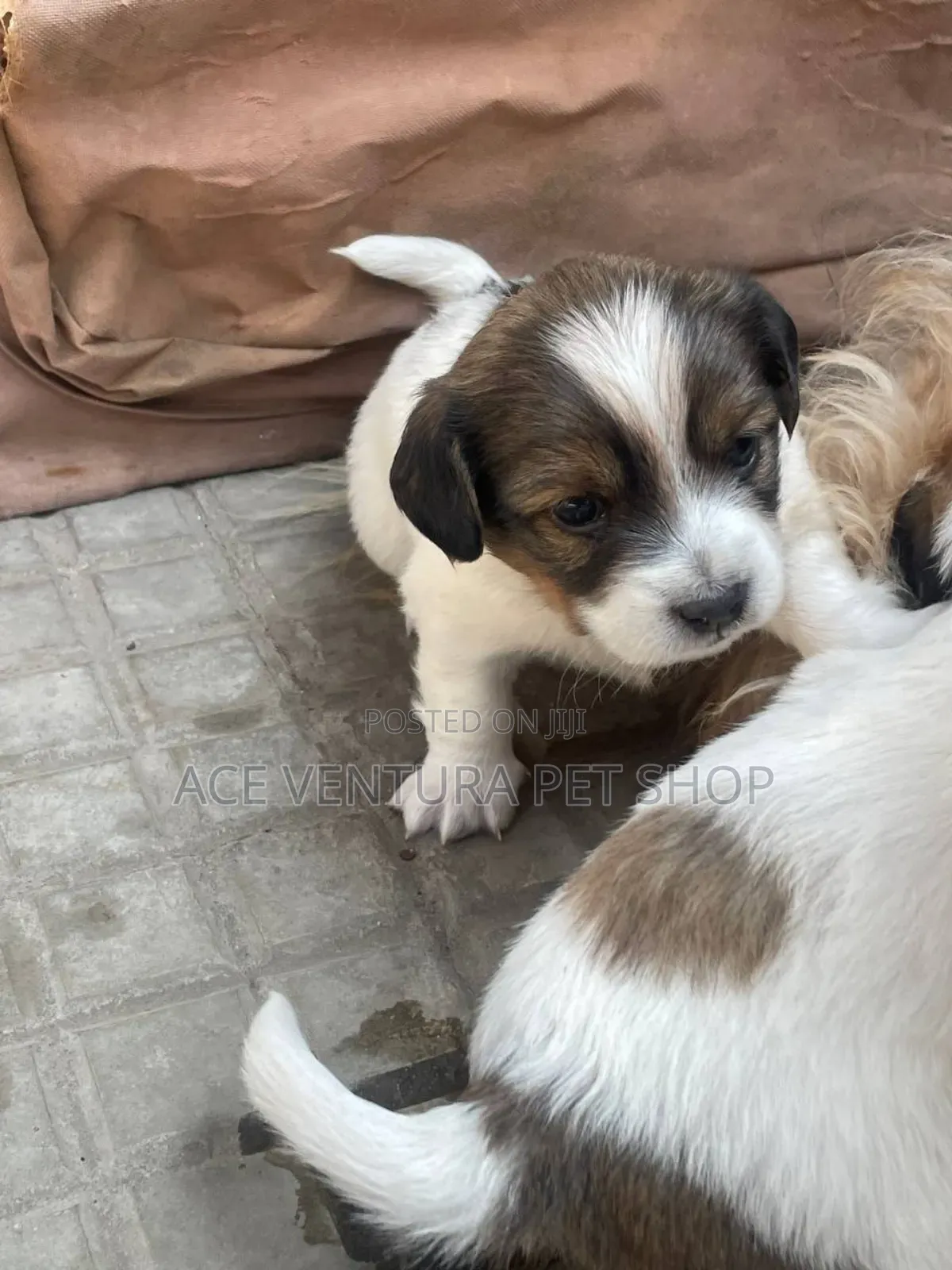 1-3 months Male Purebred Maltese