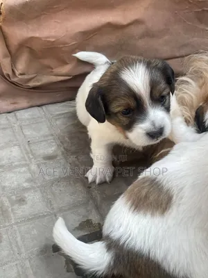 1-3 months Male Purebred Maltese