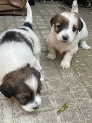 Photo - 1-3 months Male Purebred Maltese