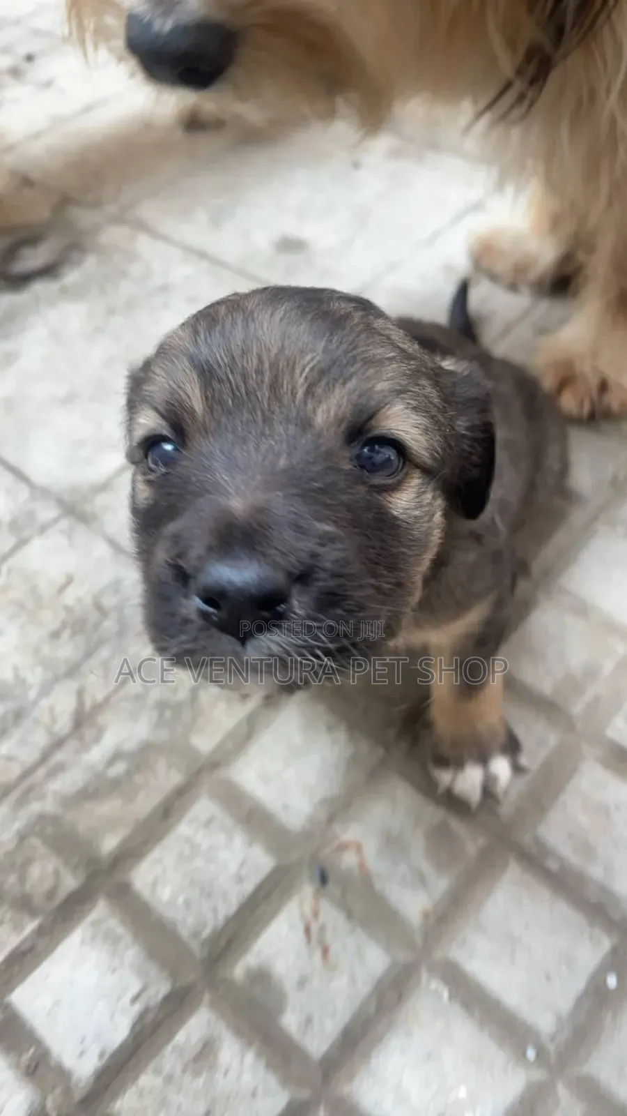 1-3 months Male Purebred Maltese