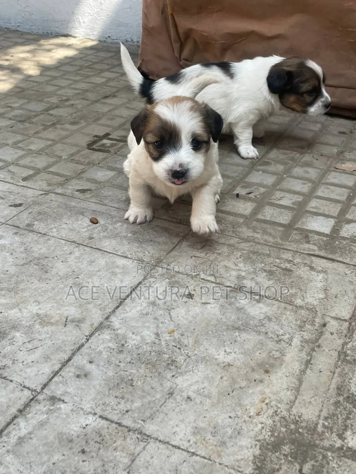 1-3 months Male Purebred Maltese