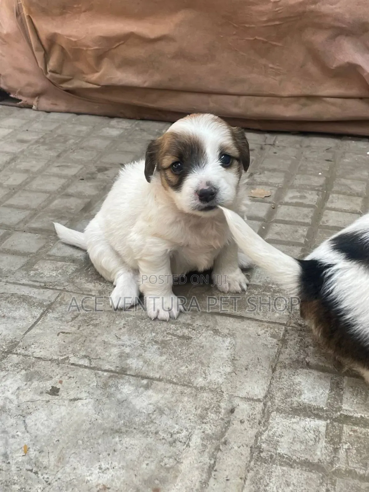 1-3 months Male Purebred Maltese