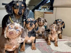 1-3 months Male Purebred Dachshund