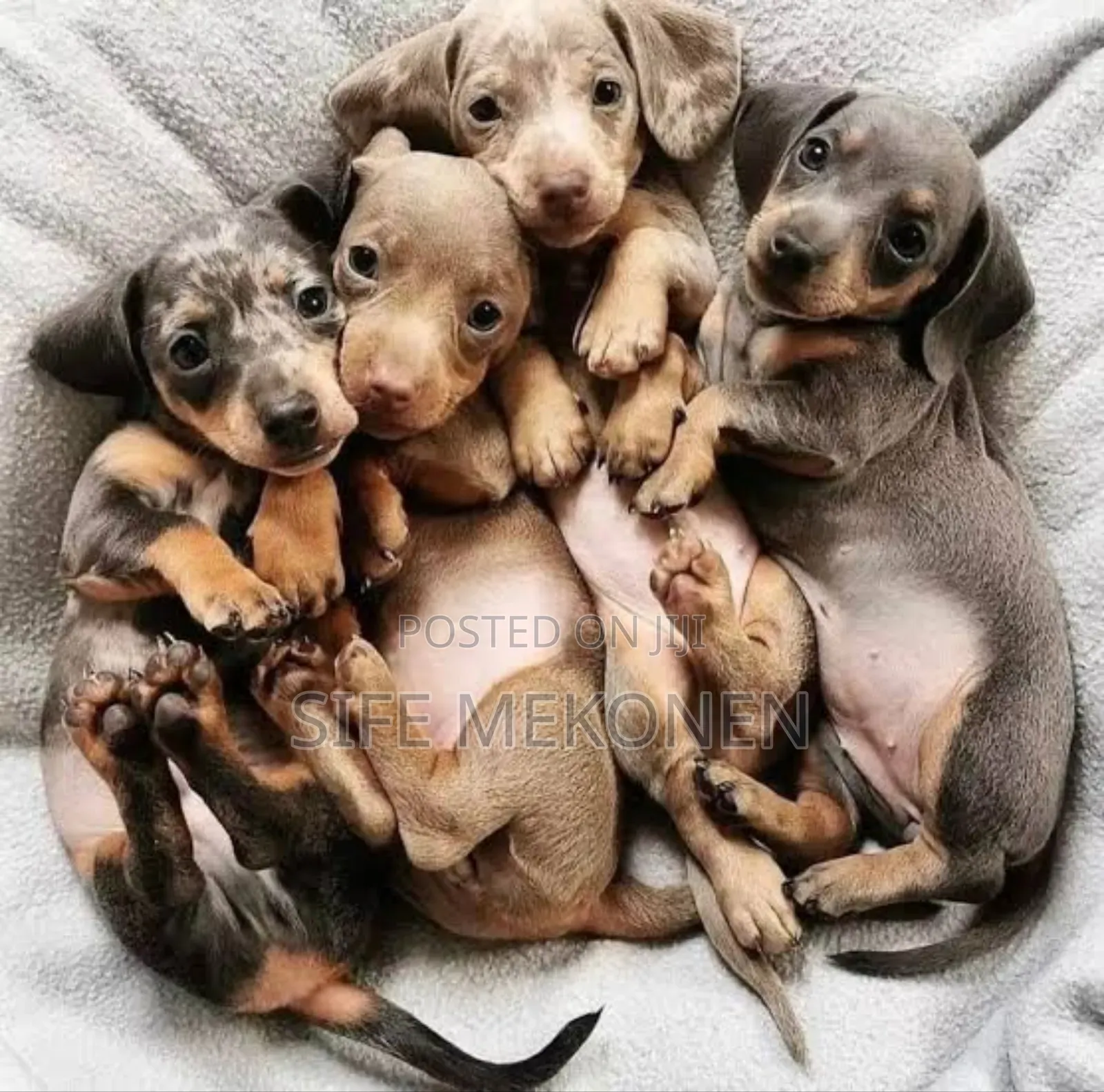 1-3 months Male Purebred Dachshund