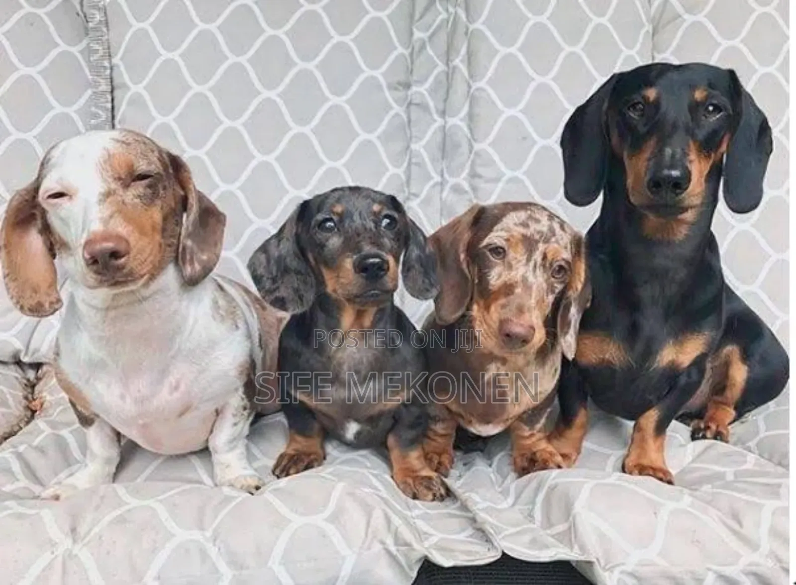 1-3 months Male Purebred Dachshund