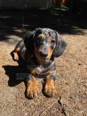 1-3 months Male Purebred Dachshund
