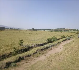 ሀዋሳ ከተማ ላይ የማህበር መሬት ዕጣ ሽያጭ