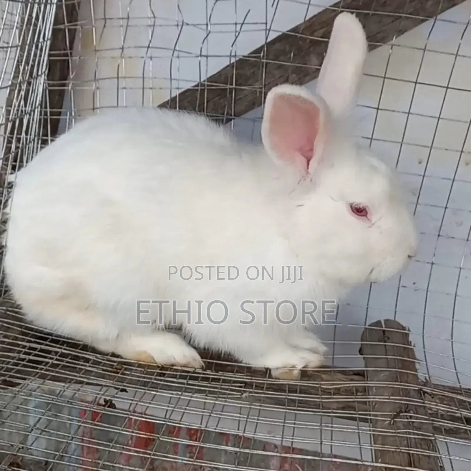 Big Discount 9 Month Male Rabbit