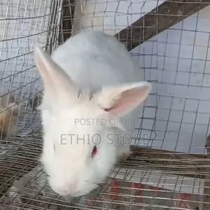 Big Discount 9 Month Male Rabbit