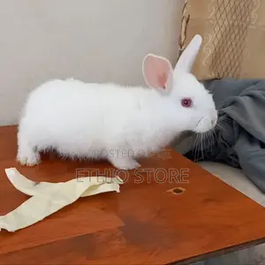Photo - Cute Bunnies Male Female Call Us