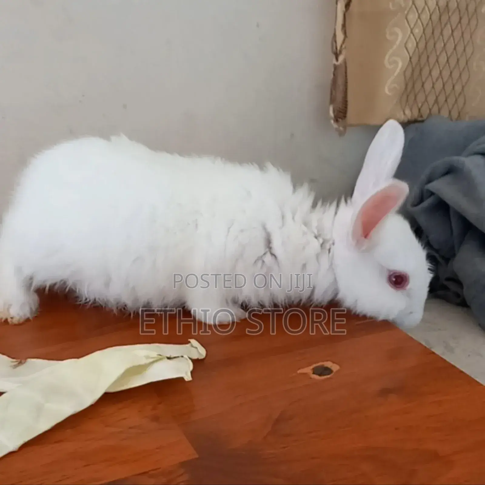 Cute Bunnies Male Female Call Us