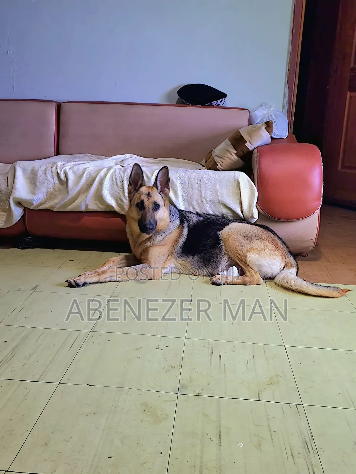 0-1 month Male Purebred German Shepherd