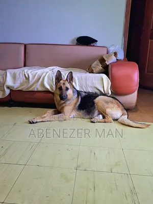 0-1 month Male Purebred German Shepherd