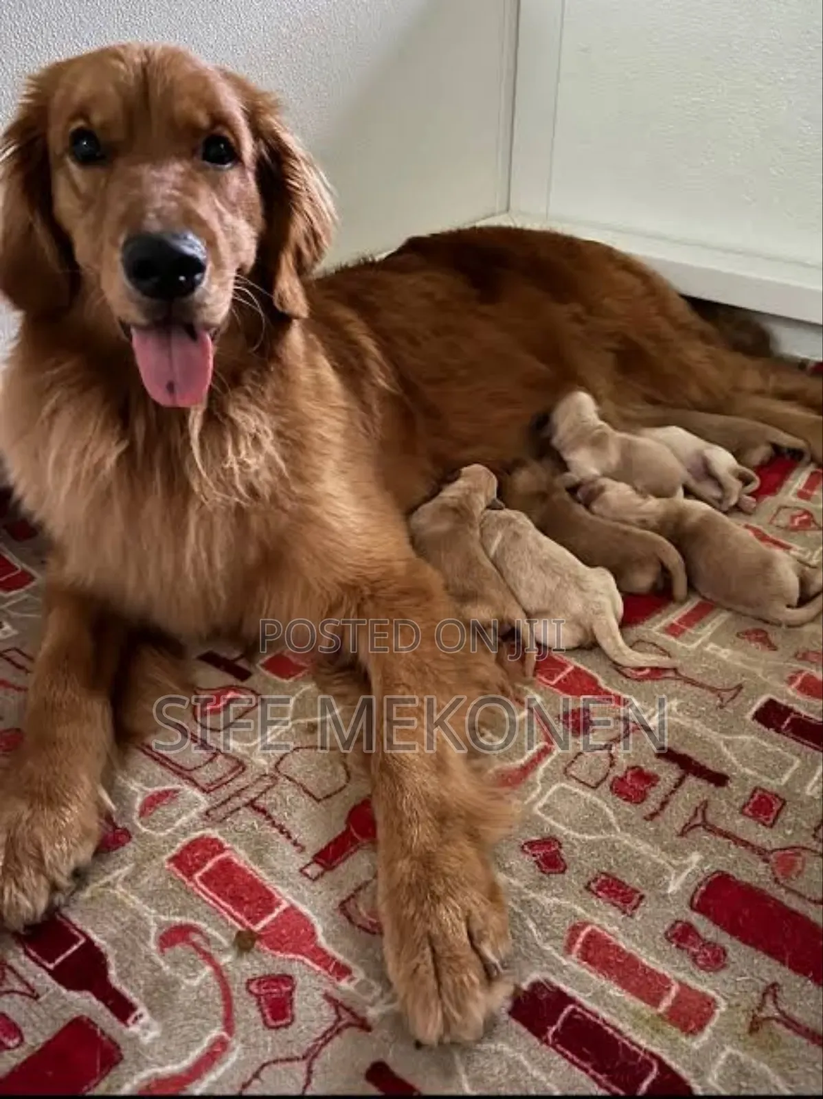 1-3 months Male Purebred Golden Retriever