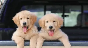 1-3 months Male Purebred Golden Retriever
