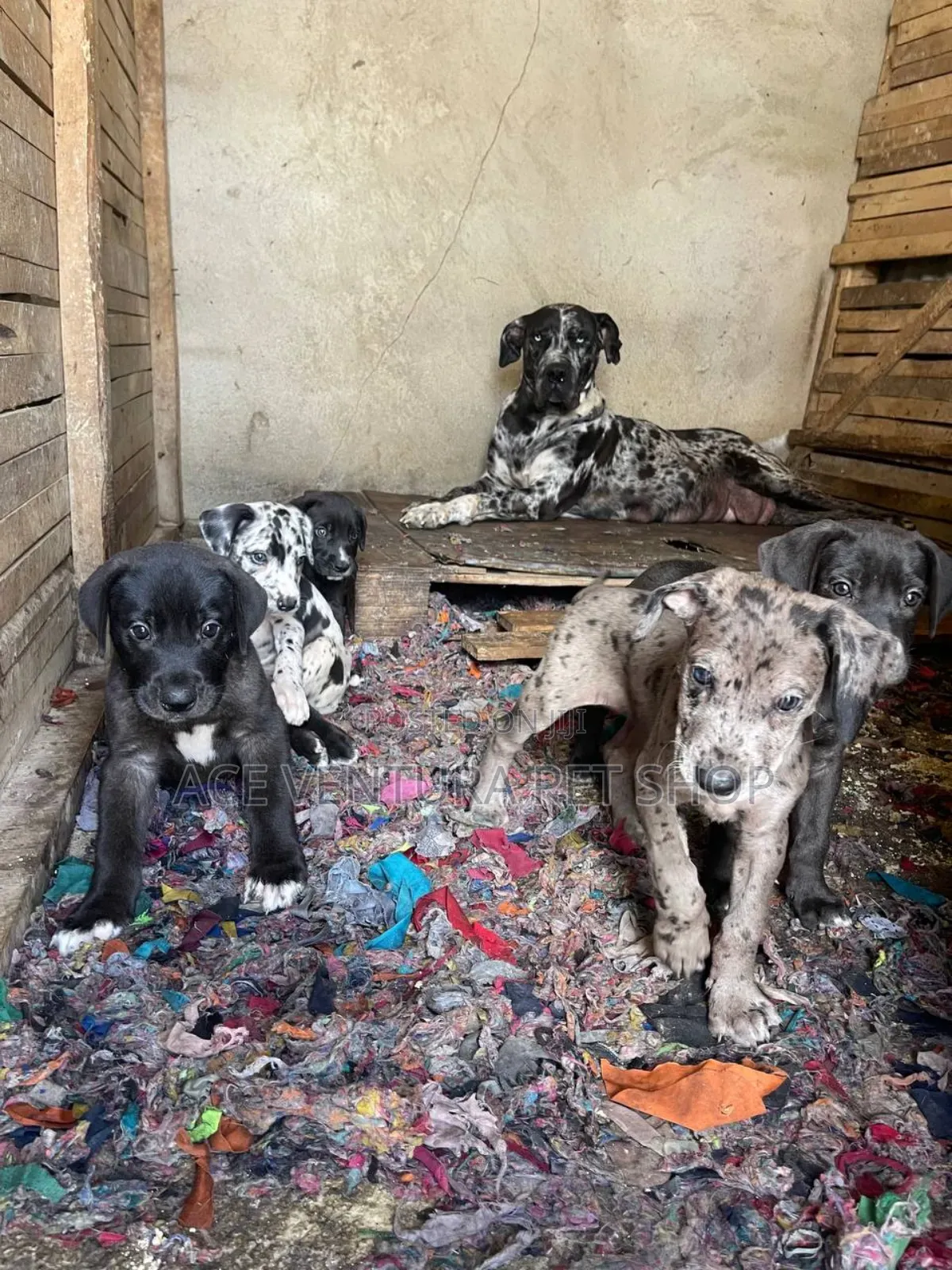 1-3 months Male Purebred Great Dane