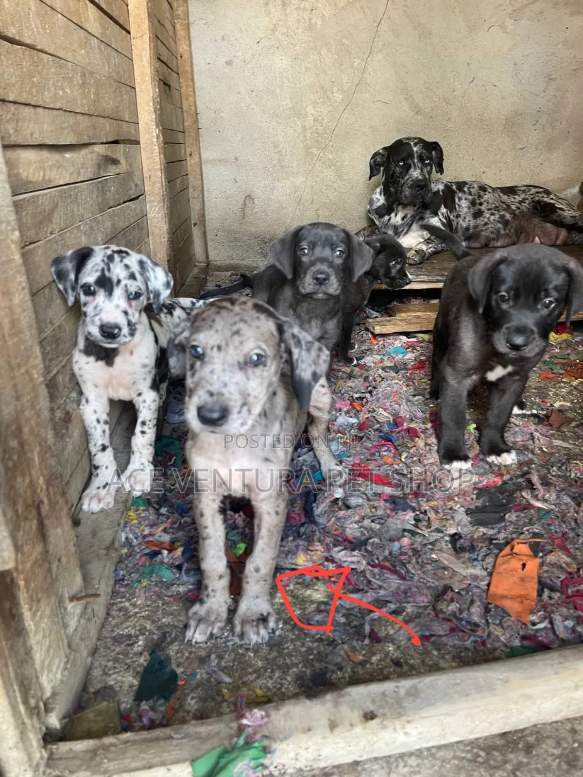 1-3 months Male Purebred Great Dane