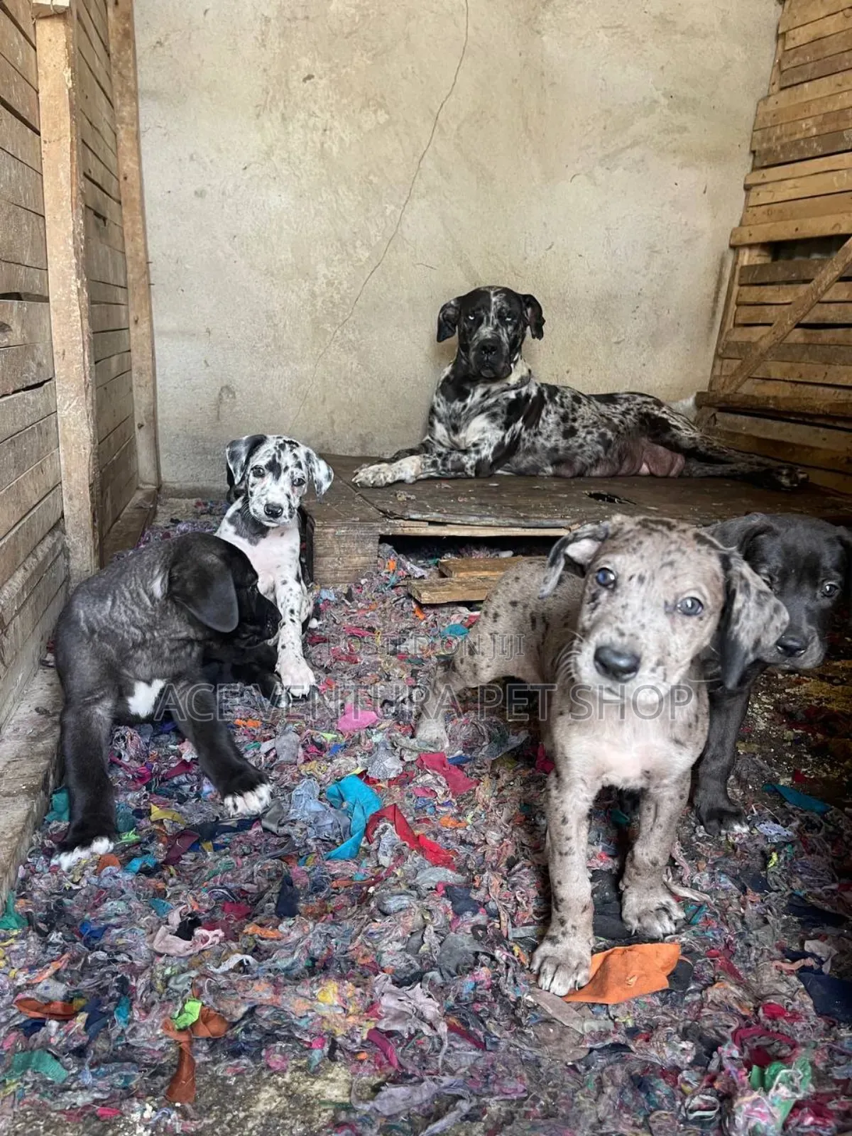 1-3 months Male Purebred Great Dane