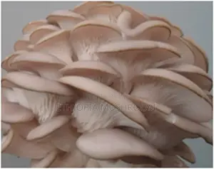 Photo - Mushroom Products