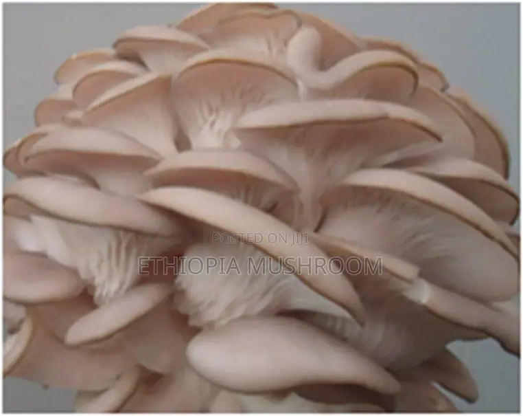 Mushroom Products