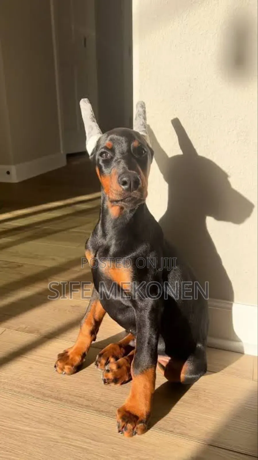 1-3 months Male Purebred Doberman Pinscher