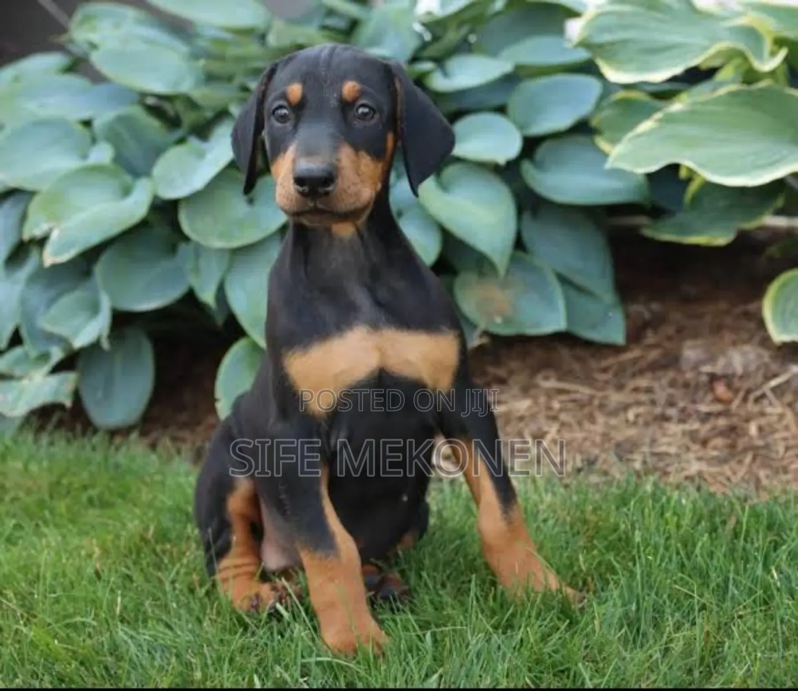 1-3 months Male Purebred Doberman Pinscher